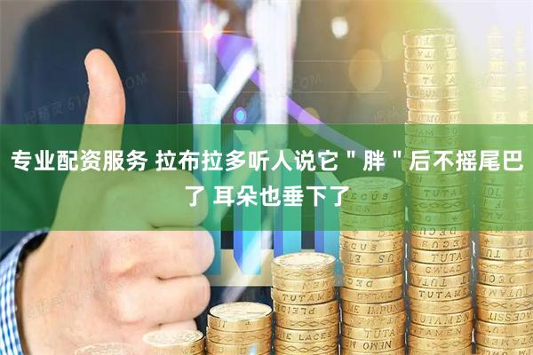 专业配资服务 拉布拉多听人说它＂胖＂后不摇尾巴了 耳朵也垂下了